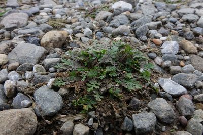 Lepidium tenuicaule, photographed by John Barkla