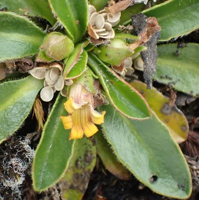 Goodenia montana, photographed by corunastylis