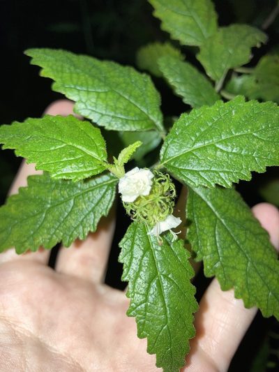Varronia bullata, photographed by Jade Fortnash
