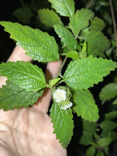 Varronia bullata, photographed by Jade Fortnash