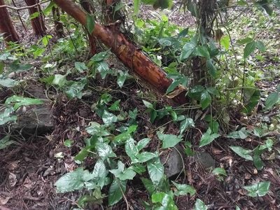 Syngonium podophyllum, photographed by Kevin Faccenda