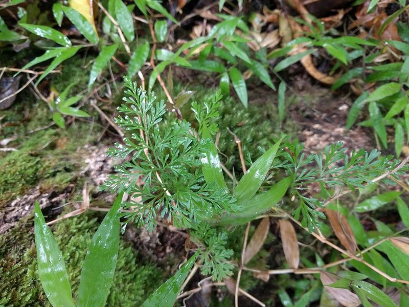 Davallia fejeensis, photographed by Kevin Faccenda