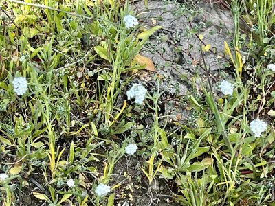 Cryptantha flaccida, photographed by Chuck Wilson