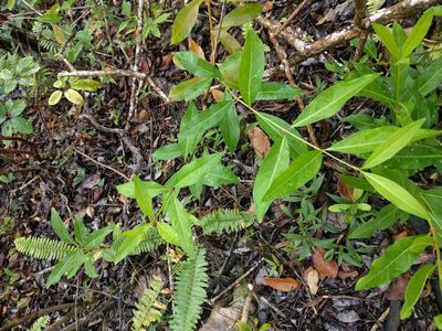 Citharexylum caudatum, photographed by Kevin Faccenda