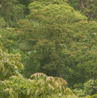 Heliocarpus americanus, photographed by Kevin Faccenda
