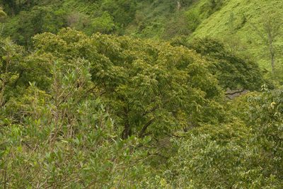 Swietenia mahagoni, photographed by Kevin Faccenda
