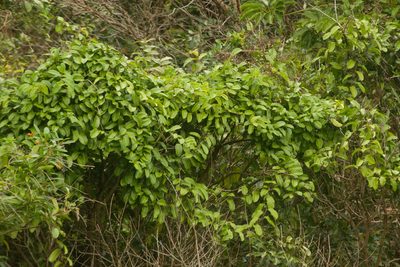 Passiflora laurifolia, photographed by Kevin Faccenda