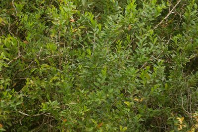 Citharexylum caudatum, photographed by Kevin Faccenda