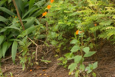 Cosmos sulphureus, photographed by Kevin Faccenda