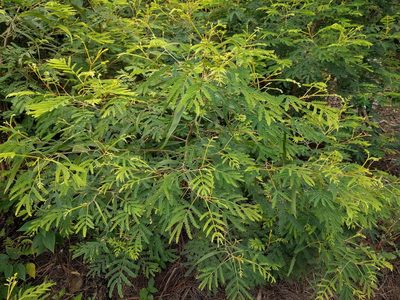 Acacia heterophylla, photographed by Kevin Faccenda