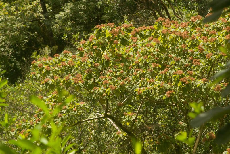 Heliocarpus americanus, photographed by Kevin Faccenda