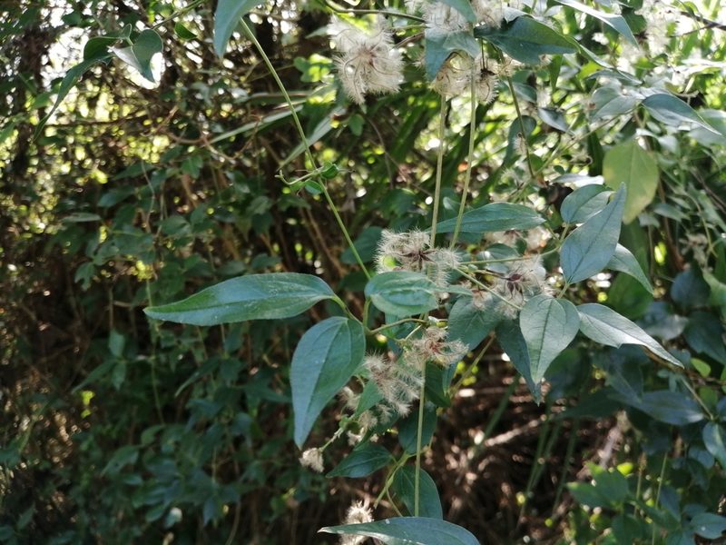Clematis formosana, photographed by 五色鳥