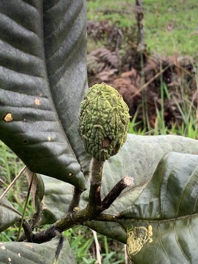 Magnolia jaenensis, photographed by Círculo de Investigación en Taxonomía, Florística y Ecología Vegetal