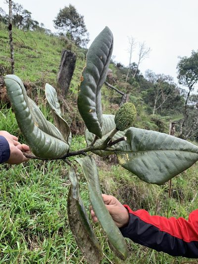 Magnolia jaenensis, photographed by Círculo de Investigación en Taxonomía, Florística y Ecología Vegetal