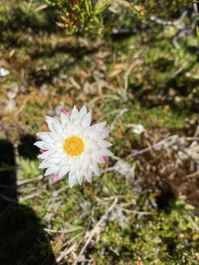 Xerochrysum milliganii, photographed by krumpianking