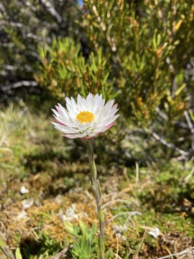 Xerochrysum milliganii, photographed by krumpianking