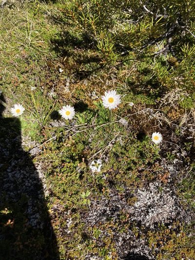 Xerochrysum milliganii, photographed by krumpianking