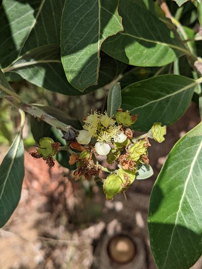 Lophostemon grandiflorus, photographed by Michael Somerville