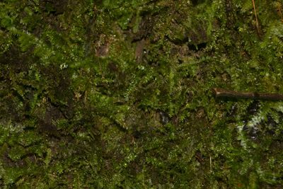 Racopilum cuspidigerum, photographed by Kevin Faccenda