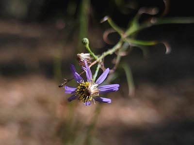 Erigeron foliosus, photographed by Daniel S.