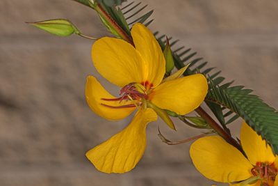 Chamaecrista fasciculata, photographed by Judy Gallagher