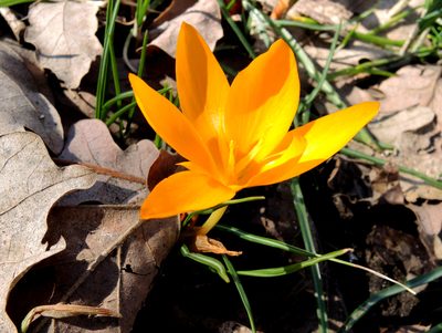 Crocus flavus, photographed by katunchik