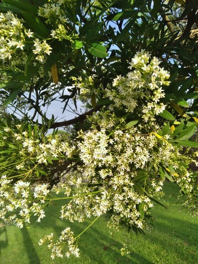 Loxostylis alata, photographed by Rosemary Harrison