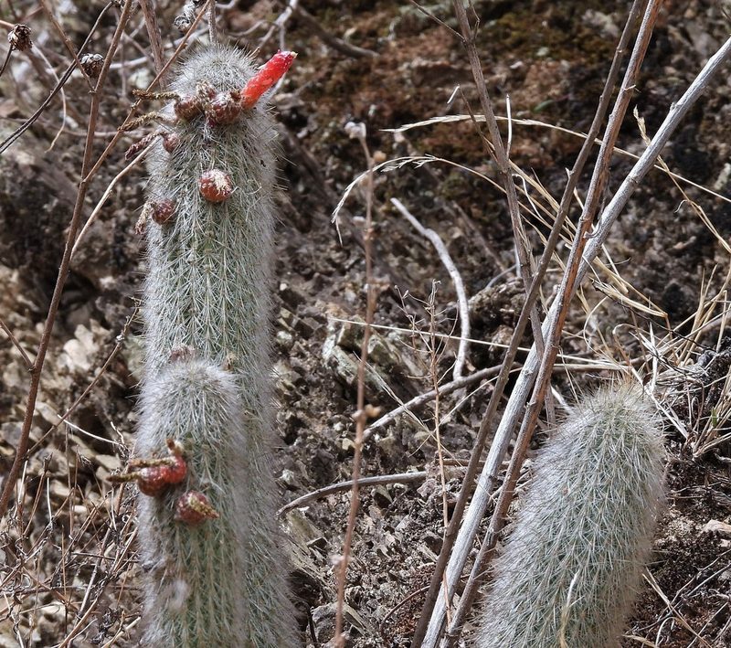 Cleistocactus hyalacanthus, photographed by Hugo Hulsberg