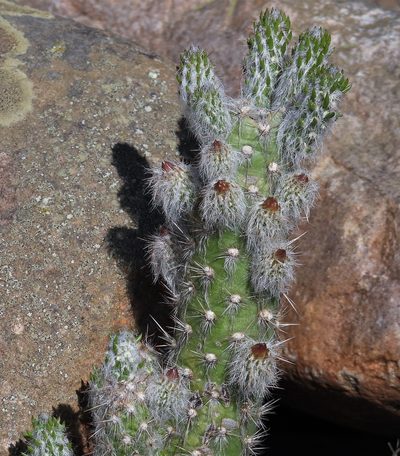 Austrocylindropuntia vestita, photographed by Hugo Hulsberg