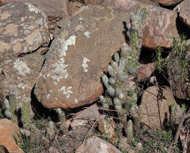 Austrocylindropuntia vestita, photographed by Hugo Hulsberg