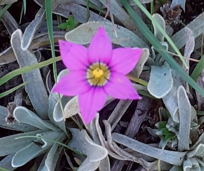 Romulea camerooniana, photographed by grabbarg