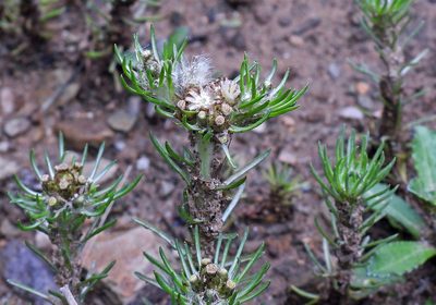 Gamochaeta capitata, photographed by Hugo Hulsberg