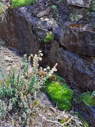Glumicalyx flanaganii, photographed by grabbarg