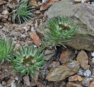 Gamochaeta capitata, photographed by Hugo Hulsberg