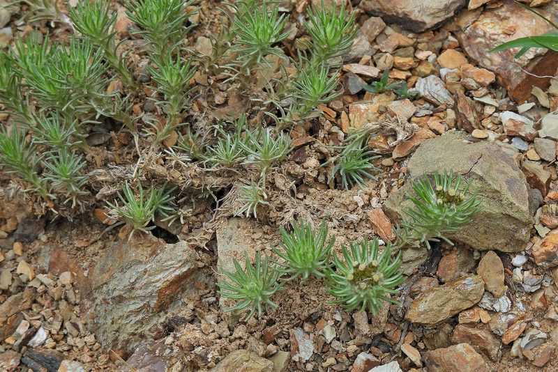 Gamochaeta capitata, photographed by Hugo Hulsberg