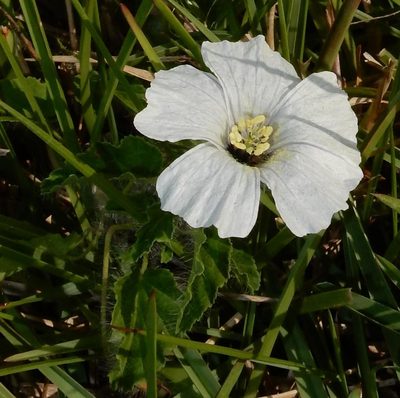 Monsonia emarginata, photographed by Henry de Lange