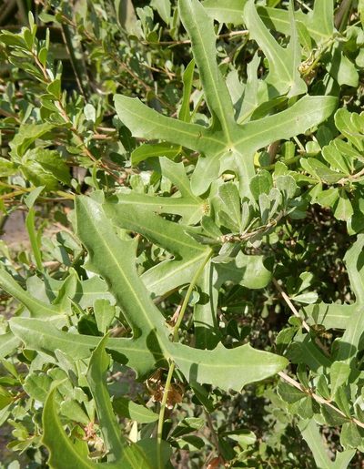 Coccinia quinqueloba, photographed by Henry de Lange