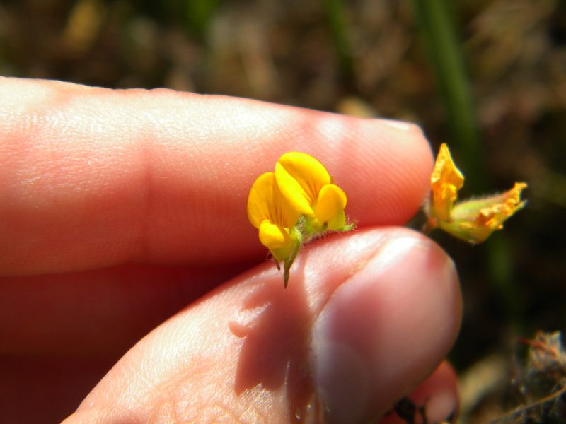Lotus subbiflorus, photographed by Tim Kirsten