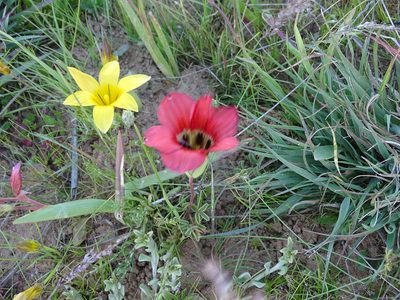 Romulea sabulosa, photographed by Peter Warren
