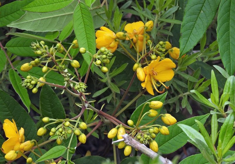 Senna burkartiana, photographed by Hugo Hulsberg
