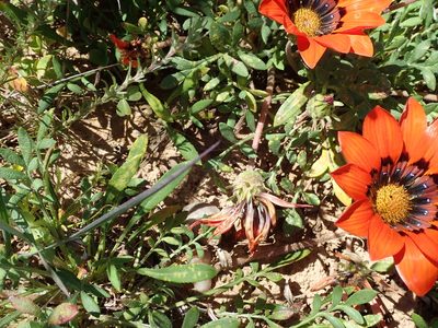 Gazania rigida, photographed by Peter Warren