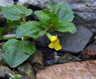 Erythranthe glabrata, photographed by Hugo Hulsberg