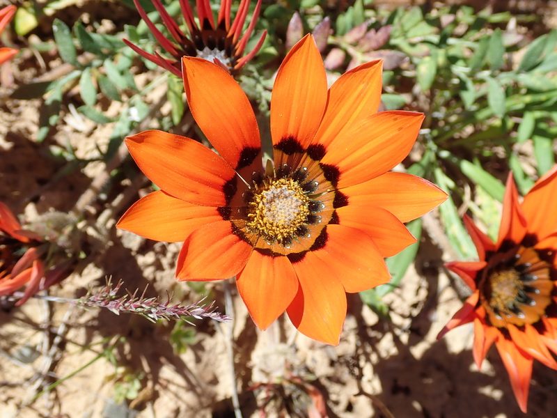 Gazania rigida, photographed by Peter Warren