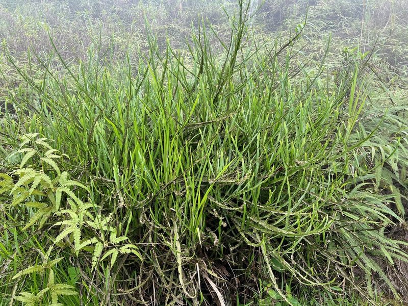 Baccharis reticulata, photographed by Sue Carnahan