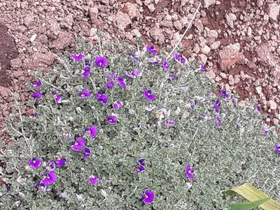 Lotononis galpinii, photographed by grabbarg