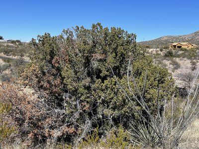 Juniperus monosperma, photographed by CK2AZ