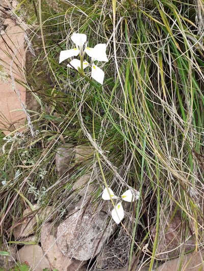 Moraea albicuspa, photographed by grabbarg