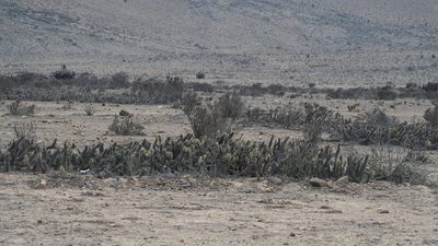 Miqueliopuntia miquelii, photographed by John G. Phillips