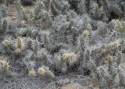 Miqueliopuntia miquelii, photographed by John G. Phillips