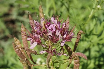 Cleome dodecandra, photographed by Center for Urban Ecology